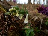 Corydalis solida