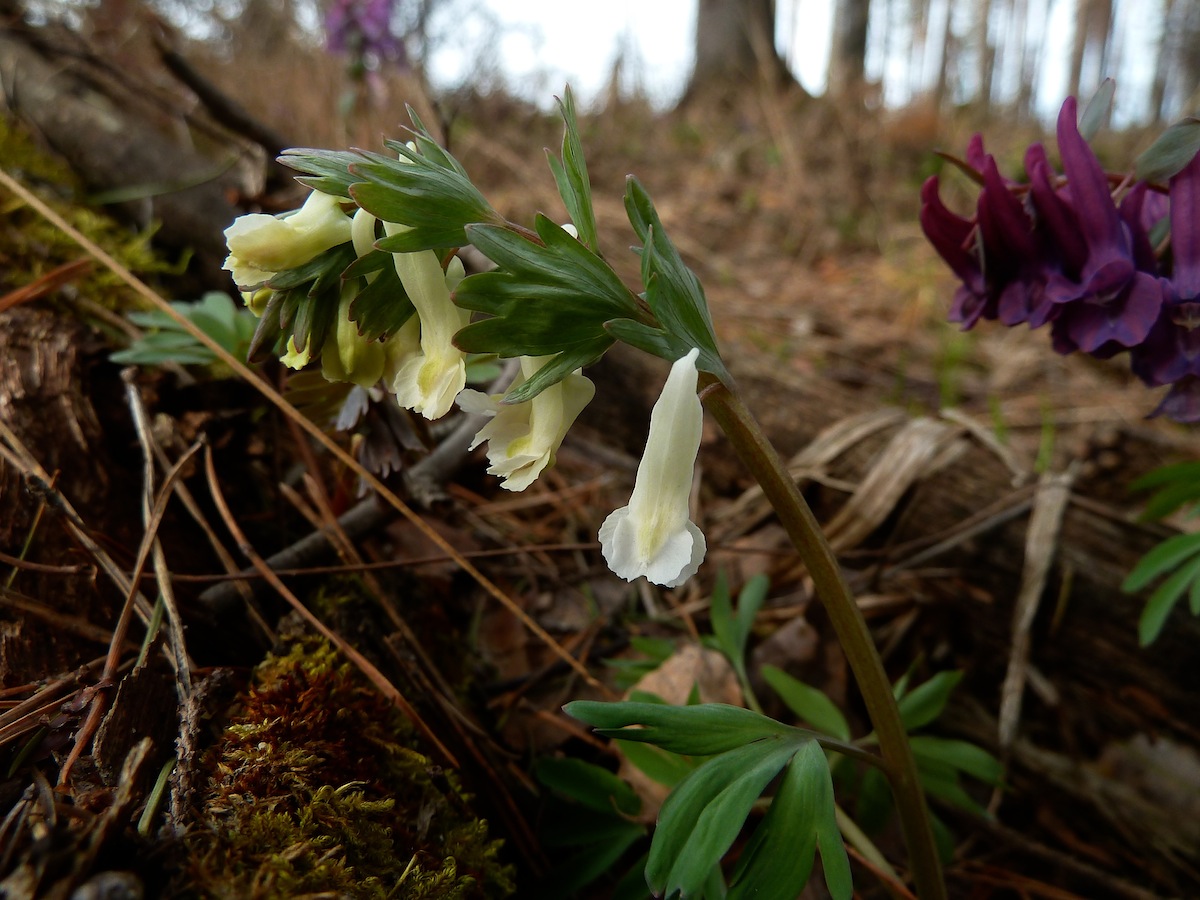 Image of Corydalis solida specimen.