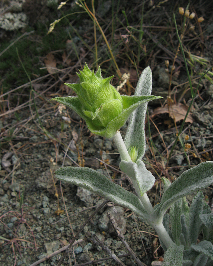 Изображение особи Sideritis catillaris.