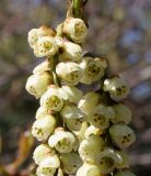 Stachyurus praecox