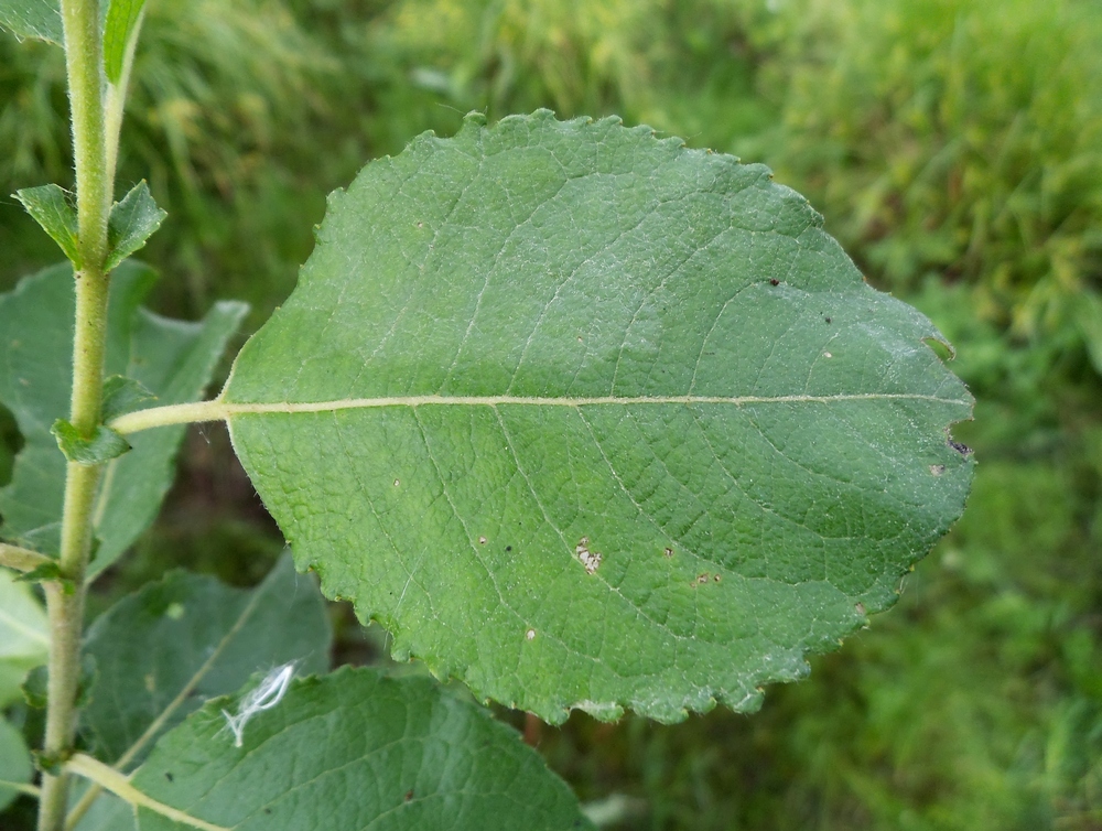 Изображение особи Salix &times; tetrapla.