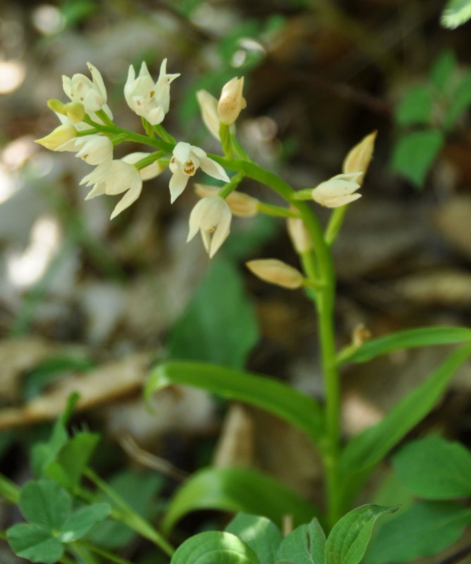 Image of Cephalanthera longifolia specimen.