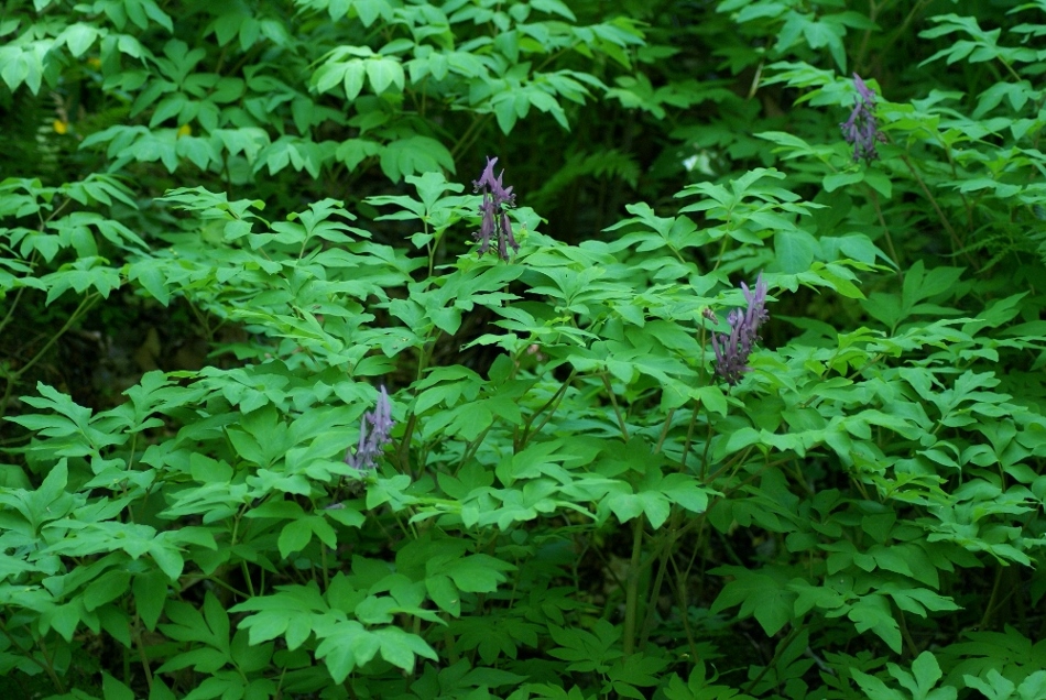 Image of Corydalis macrantha specimen.