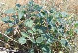 Datura wrightii