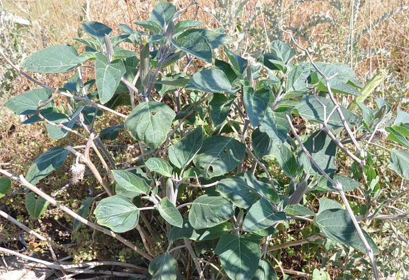 Image of Datura wrightii specimen.