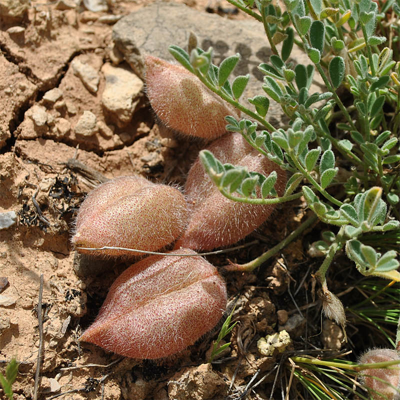 Изображение особи Astragalus biebersteinii.