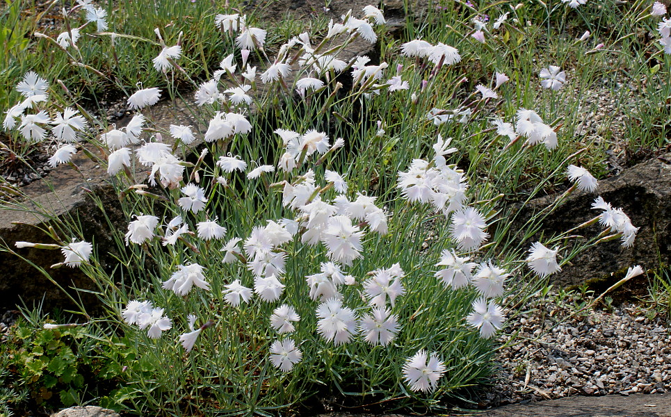 Изображение особи Dianthus noeanus.