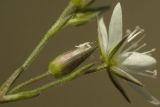 Image of taxon representative. Author is Сергей Свирин