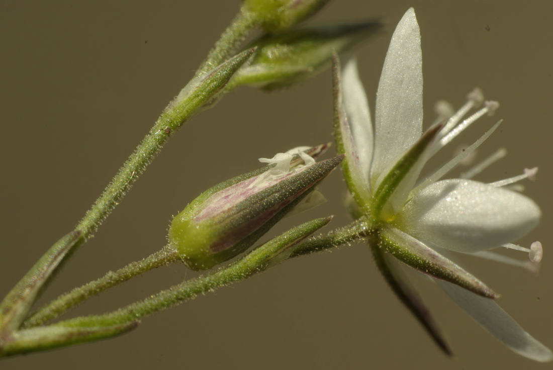 Image of Minuartia adenotricha specimen.