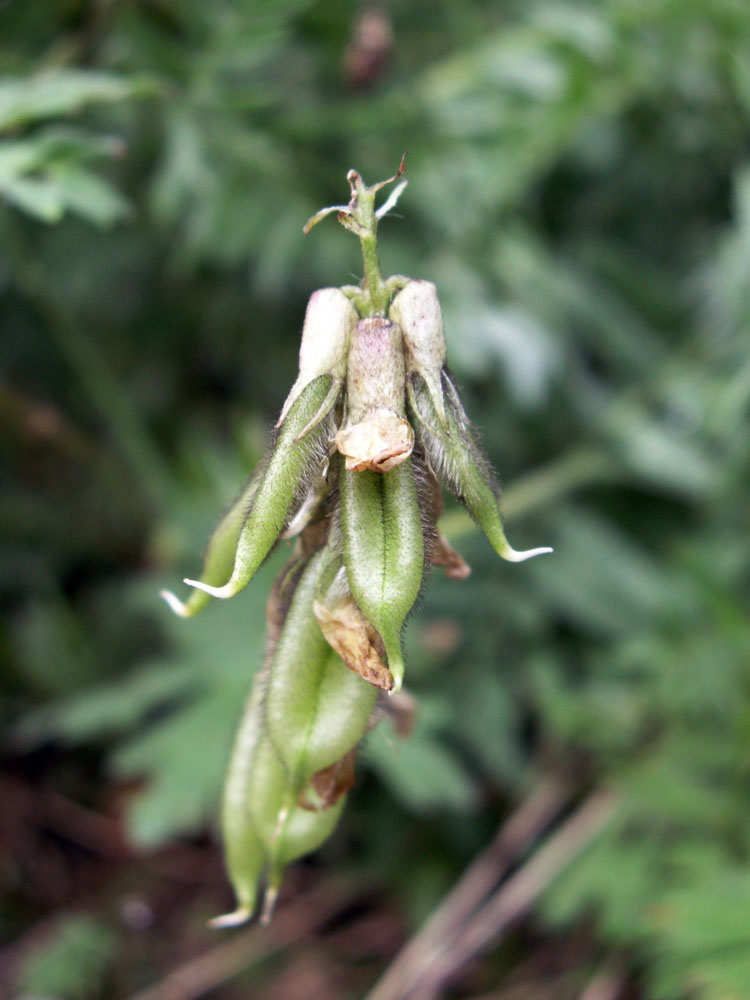 Image of Oxytropis ochroleuca specimen.