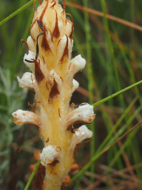 Image of Orobanche korshinskyi specimen.