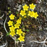 Saxifraga serpyllifolia. Цветущие растения. Камчатский край, Ключевская группа вулканов, окрестности перевала Толбачинский. 21.07.2013.