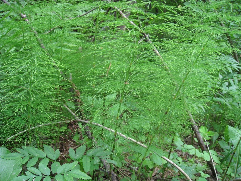 Изображение особи Equisetum sylvaticum.