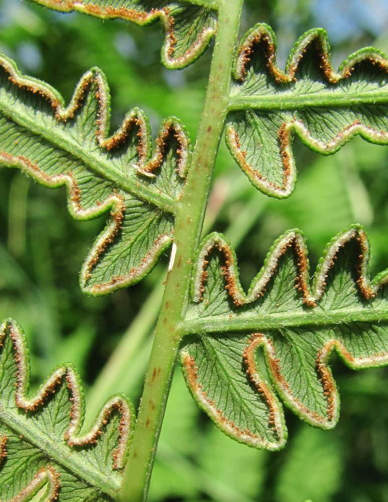 Изображение особи Pteridium pinetorum.