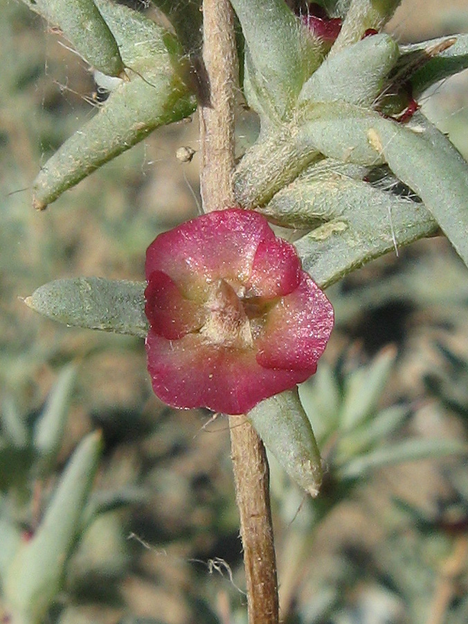 Image of Pyankovia brachiata specimen.