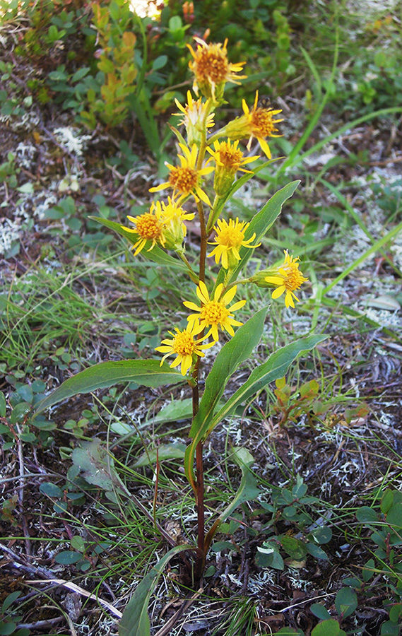 Image of Solidago virgaurea ssp. lapponica specimen.