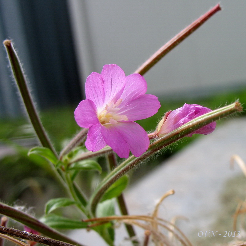 Изображение особи Epilobium hirsutum.