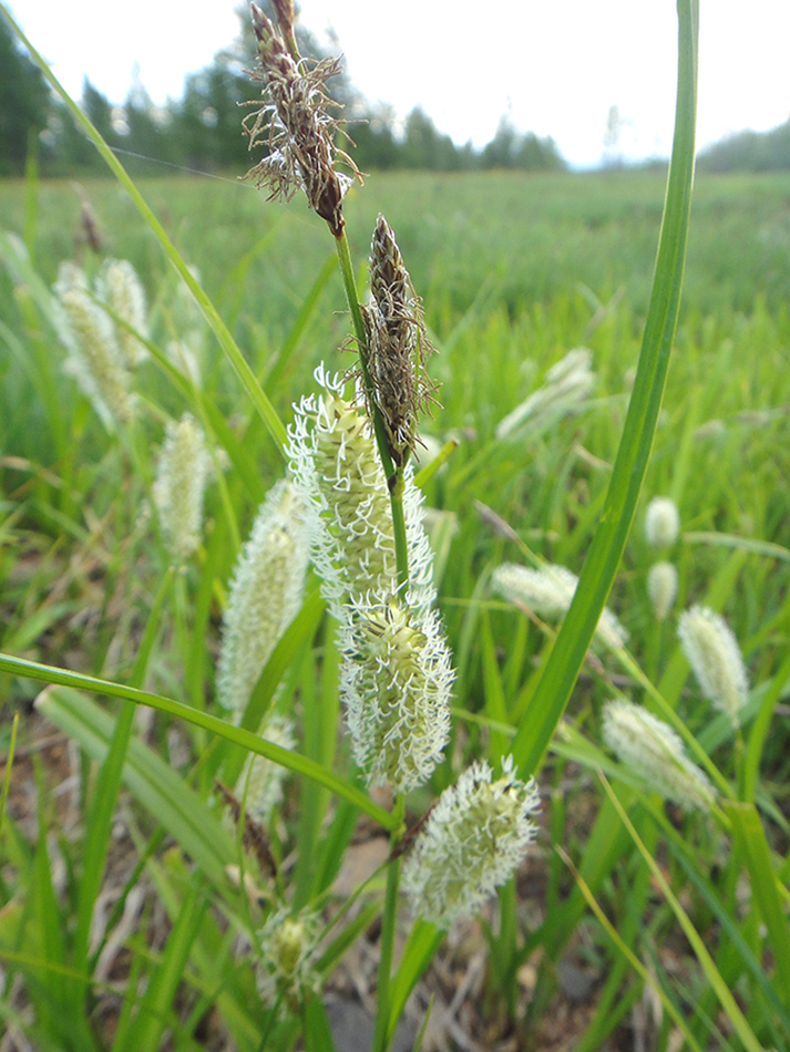 Изображение особи Carex rhynchophysa.