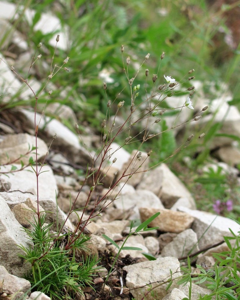 Image of Minuartia verna specimen.