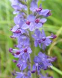 Veronica longifolia. Нижняя часть соцветия. Республика Бурятия, Баунтовский эвенкийский р-н, окр. пос. Северный, долина р. Мал Амалат близ пионерлагеря, обочина дорожного пути близ берега реки. 15.07.2013.