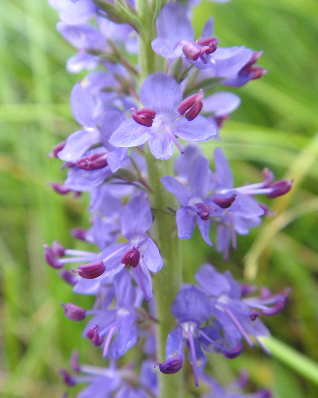 Image of Veronica longifolia specimen.