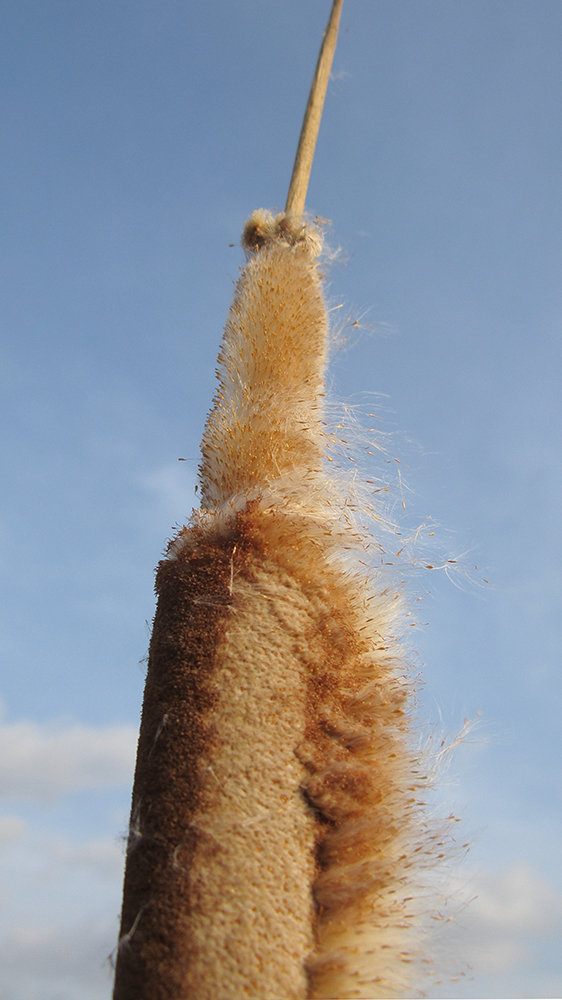 Image of genus Typha specimen.