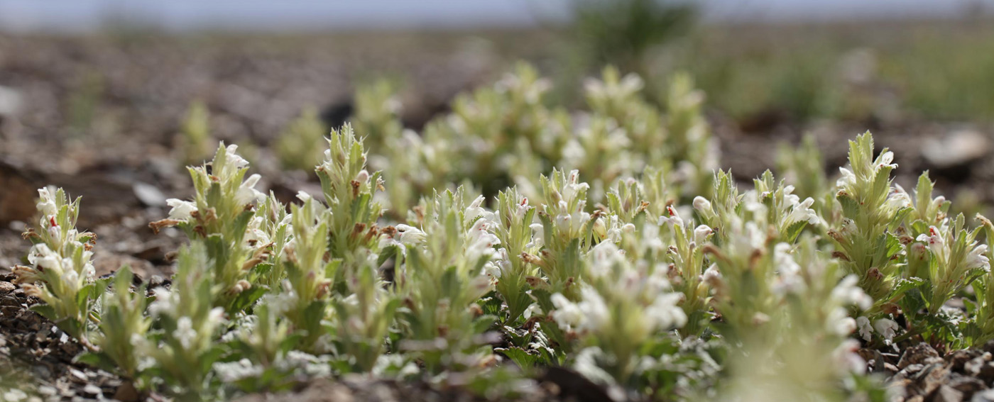 Изображение особи Dracocephalum heterophyllum.