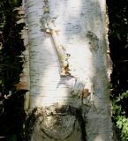 Betula ermanii