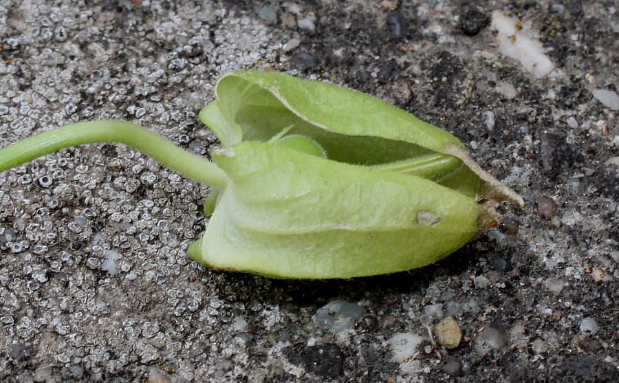 Image of Thunbergia alata specimen.