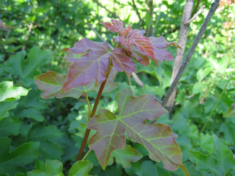 Image of Acer campestre specimen.