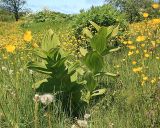 Veratrum grandiflorum