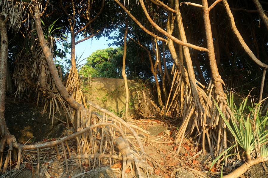 Изображение особи Pandanus tectorius.