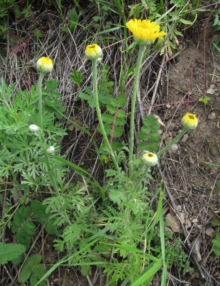 Image of Anthemis tinctoria specimen.