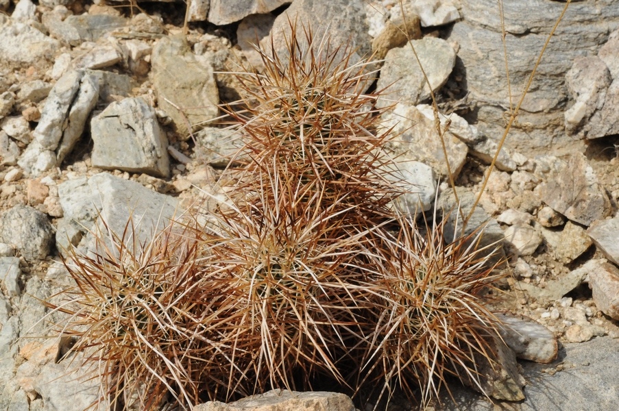 Image of Echinocereus engelmannii specimen.