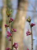 Daphne mezereum