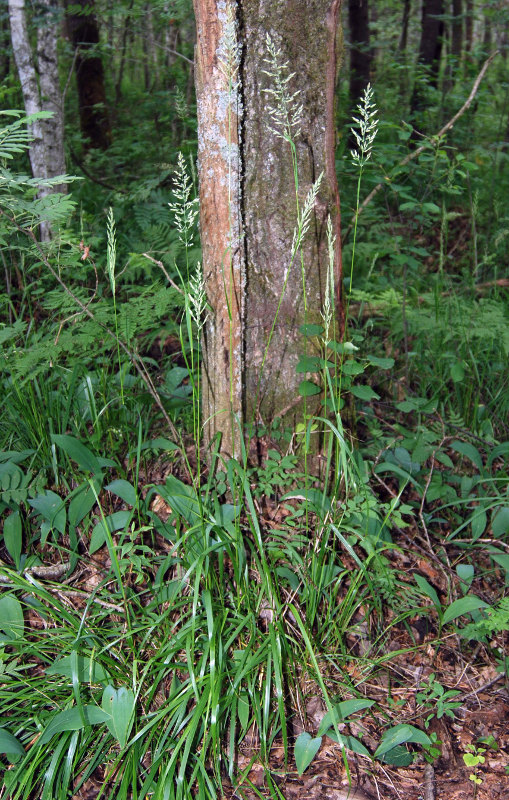 Изображение особи Calamagrostis arundinacea.