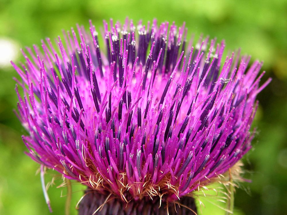 Изображение особи Cirsium schantarense.