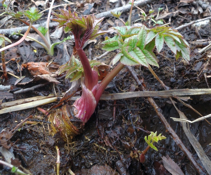 Image of familia Apiaceae specimen.