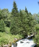 Picea obovata