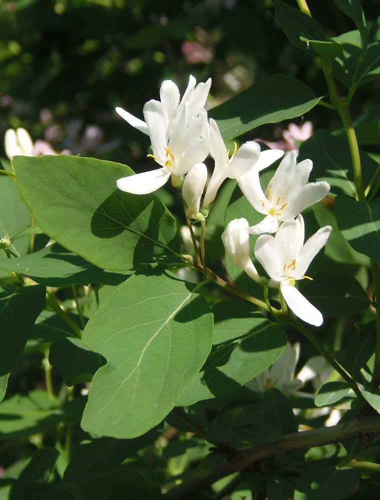 Изображение особи Lonicera tatarica.