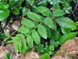 Polygonatum orientale