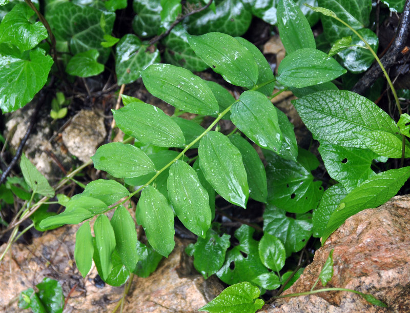 Изображение особи Polygonatum orientale.