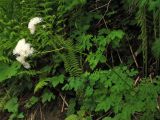 Thalictrum aquilegiifolium. Верхушка цветущего растения. Украина, Ивано-Франковская обл., Верховинский р-н, окр. села Дземброня, у дороги в смешанном лесу. 5 июня 2009 г.