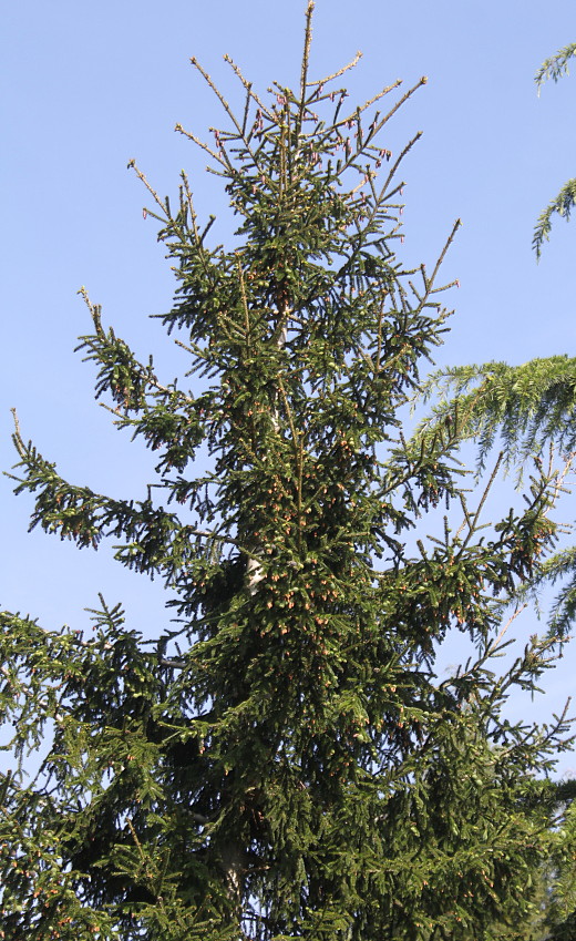 Изображение особи Picea orientalis.