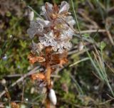 Orobanche callieri. Соцветие. ЮЗ Крым, Караньское плато, каменистая степь. 31 мая 2014 г.