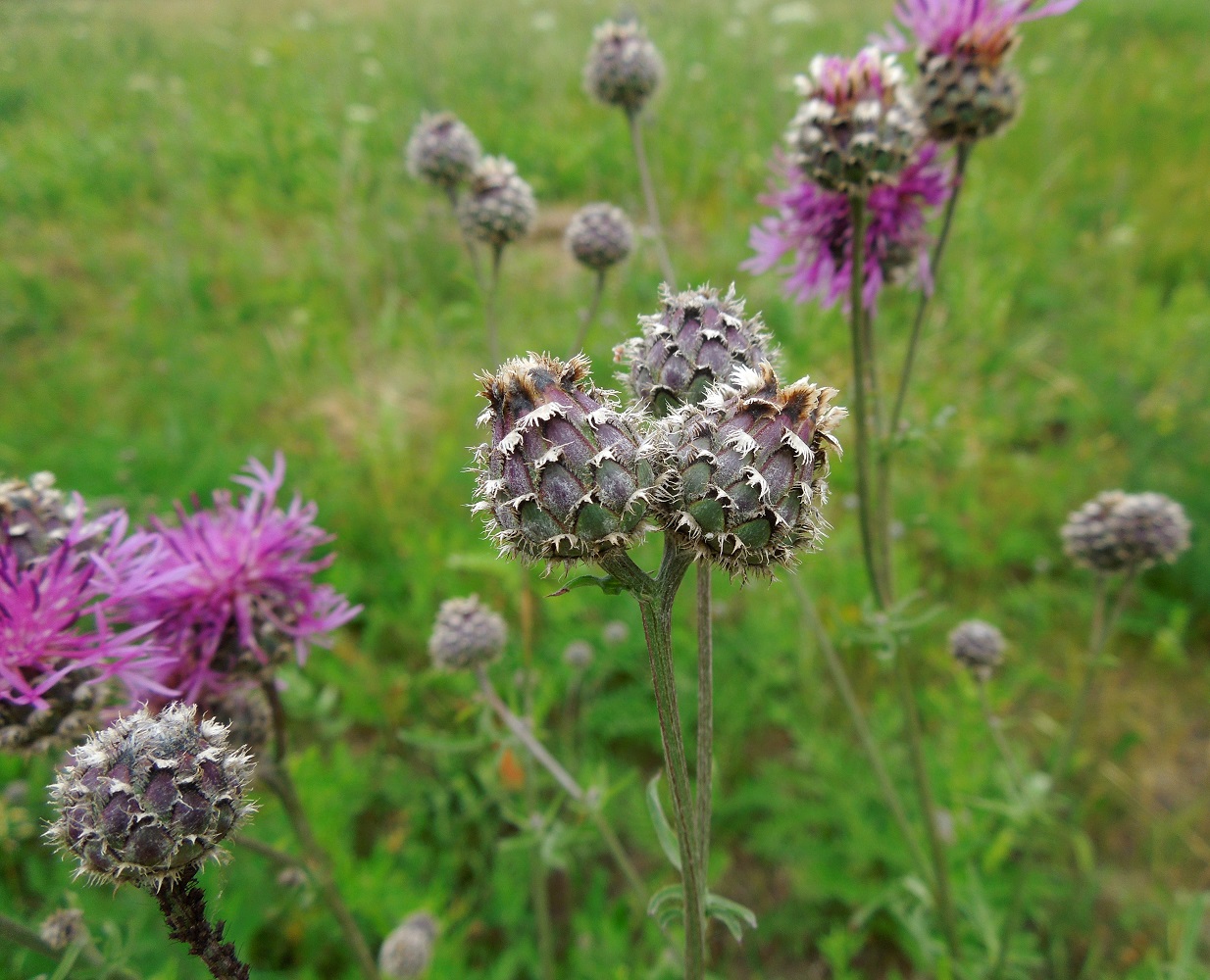 Image of Centaurea scabiosa specimen.