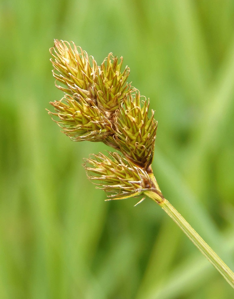 Изображение особи Carex leporina.