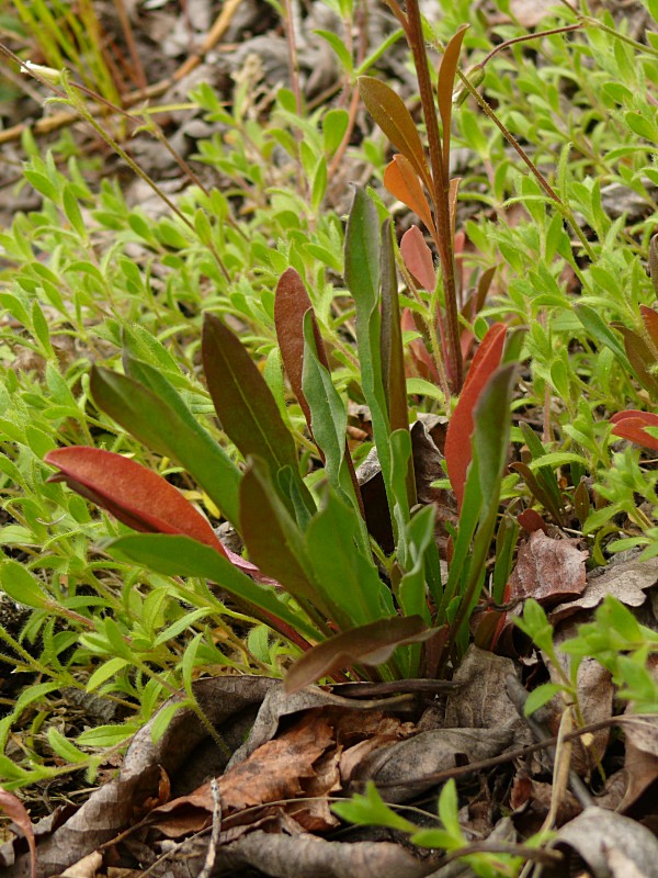 Изображение особи Erysimum hieracifolium.
