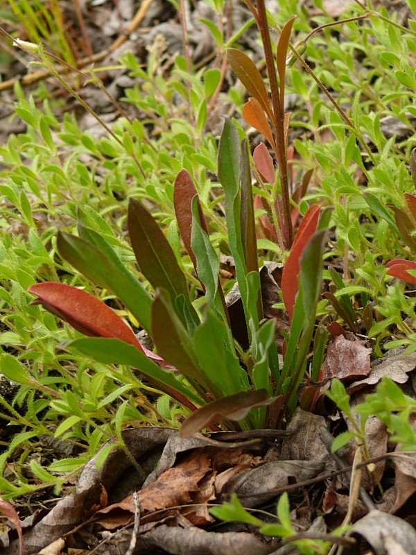 Изображение особи Erysimum hieraciifolium.