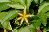 Paeonia lactiflora